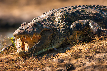 Image showing Crocodile baring teeth