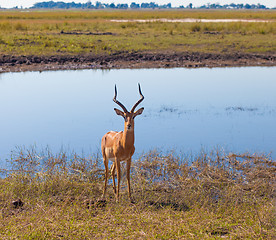 Image showing Impala (Aepyceros melampus)