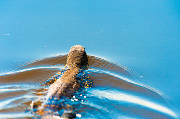 Image showing Swimming monitor lizard