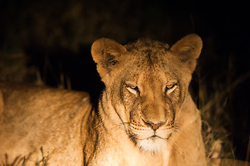 Image showing Female lion at night