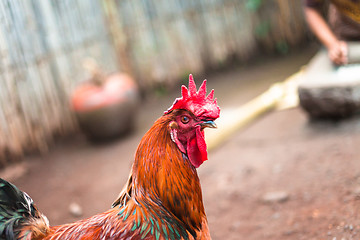 Image showing Wild rooster