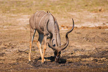 Image showing Kudu bull drinking