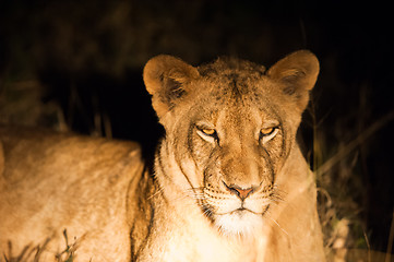 Image showing Female lion at night