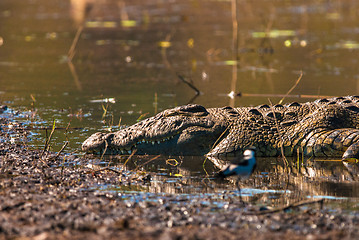 Image showing Crocodile sleeping