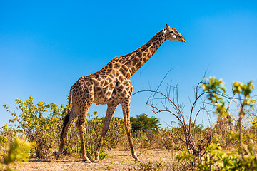 Image showing Giraffes walking