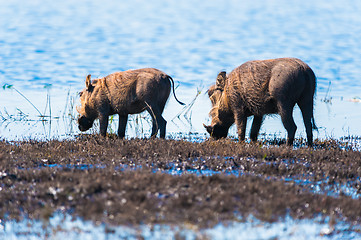 Image showing Two warthogs drinking