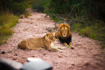 Image showing Lions resting