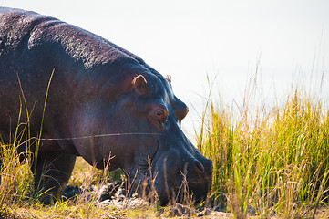 Image showing Grazing hippopotamus
