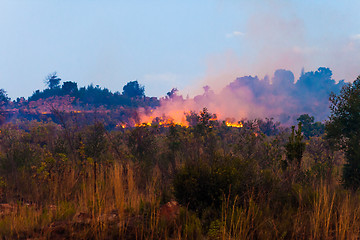 Image showing Brush fire