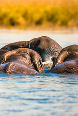 Image showing African bush elephants swimming