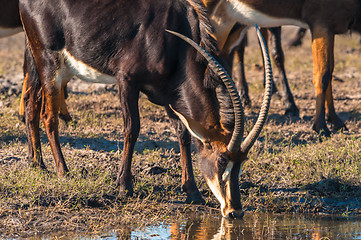 Image showing Oryx by water