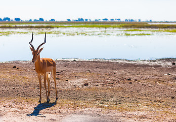 Image showing Impala