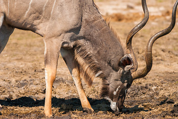 Image showing Kudu bull drinking