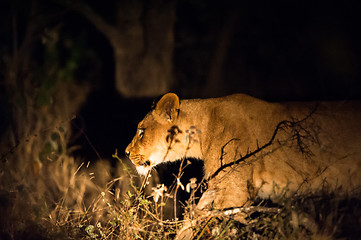 Image showing Lions at night