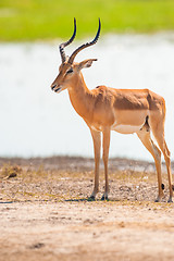 Image showing Impala