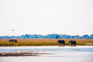 Image showing Elephants walking