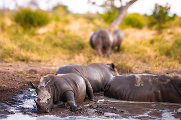 Image showing Group of rhinos in the mud