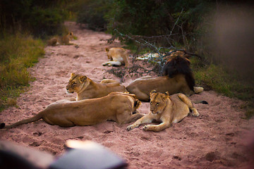 Image showing Lions resting