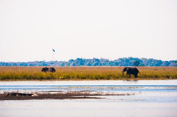 Image showing Elephants walking