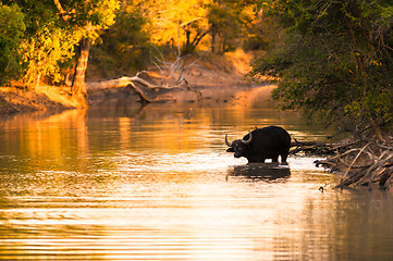 Image showing Cape buffalo in water