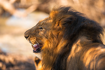 Image showing Older male lion