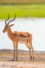 Image showing Impala
