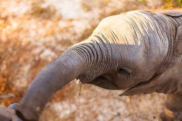 Image showing Baby elephant eating