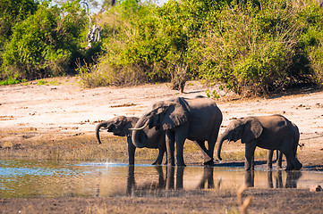 Image showing Group of elephants drinking