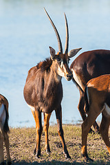 Image showing Oryx by water