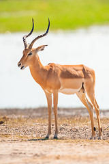 Image showing Impala