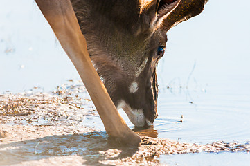 Image showing Kudu at river