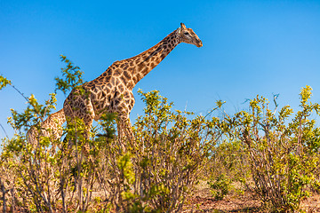 Image showing Giraffes walking