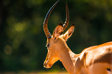 Image showing Impala