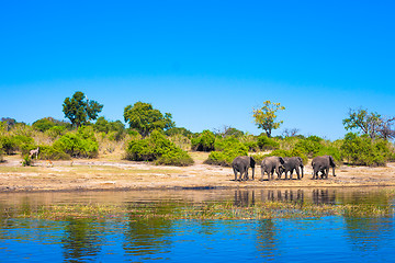 Image showing Group of elephants walking