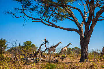 Image showing Giraffes walking