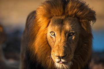Image showing Older male lion
