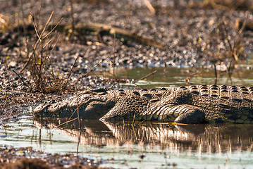 Image showing Crocodile sleeping