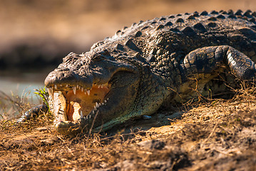 Image showing Crocodile baring teeth