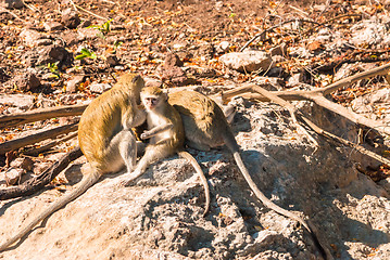 Image showing Vervet monkeys