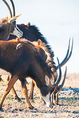 Image showing Oryx by water