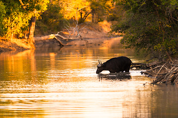 Image showing Cape buffalo in water