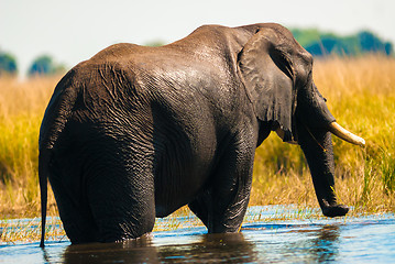 Image showing African bush elephant crossing river