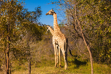 Image showing Giraffes walking