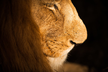 Image showing Male lion close up