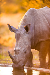 Image showing Rhinos at watering hole