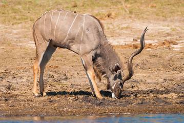 Image showing Kudu bull drinking