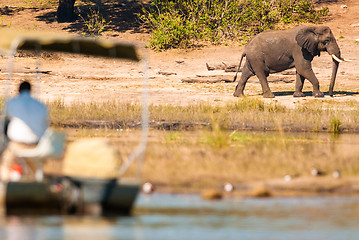 Image showing Elephant and tour boat