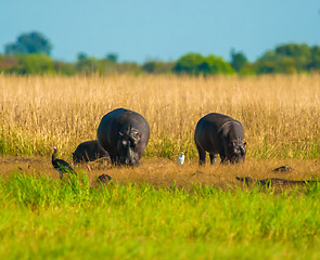 Image showing Two grazing hippos
