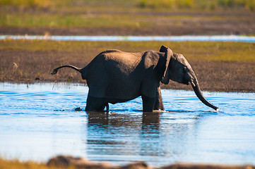 Image showing African bush elephant