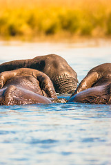 Image showing African bush elephants swimming